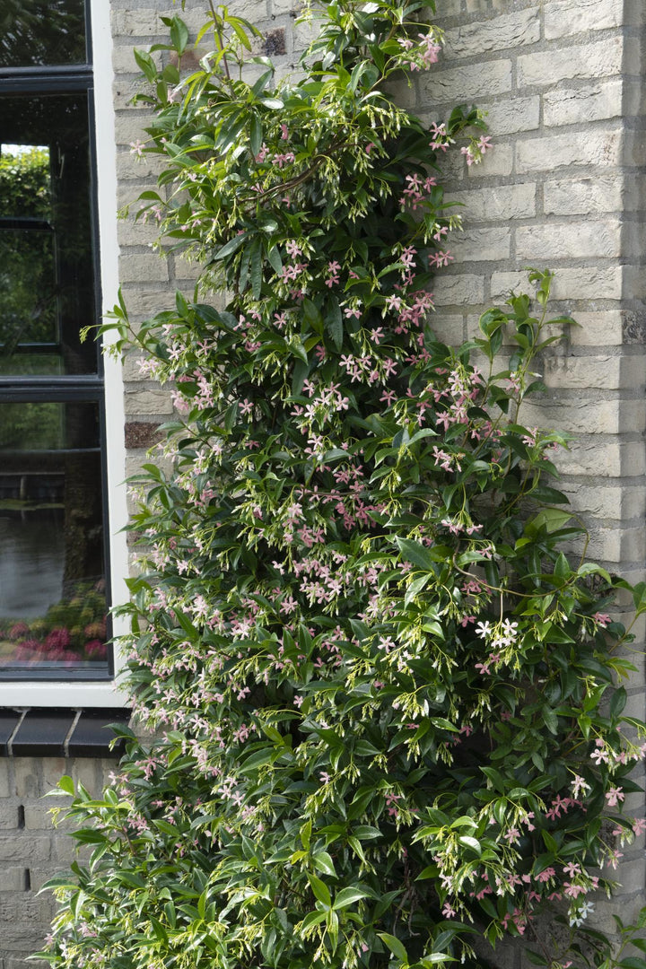 3x Trachelospermum Mix - Star Jasmine Selection - Ø15cm - ↕65cm