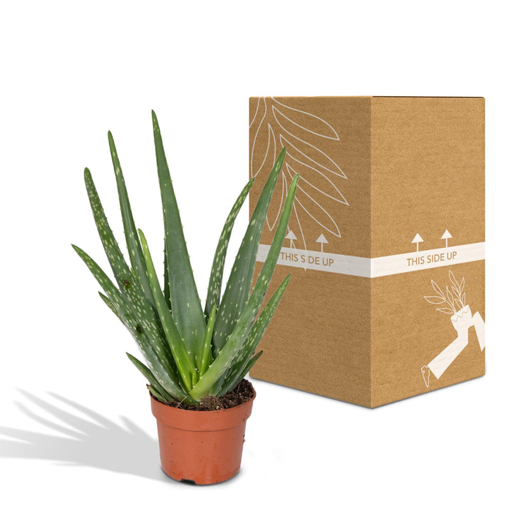 Aloe Vera Plant 12cm - Easy Care Indoor Succulent for Home