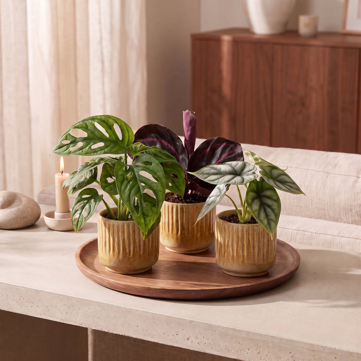 Baby Jungle Mix tropical houseplants, pack of 3, Alocasia, Calathea and Monstera, image 3