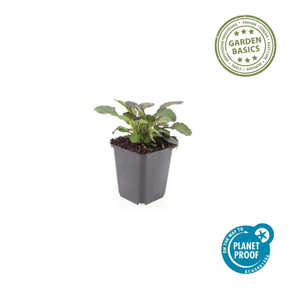 40x Ajuga reptans 'Catlin's Giant' Glossy Purple-Bronze - 9cm Pots