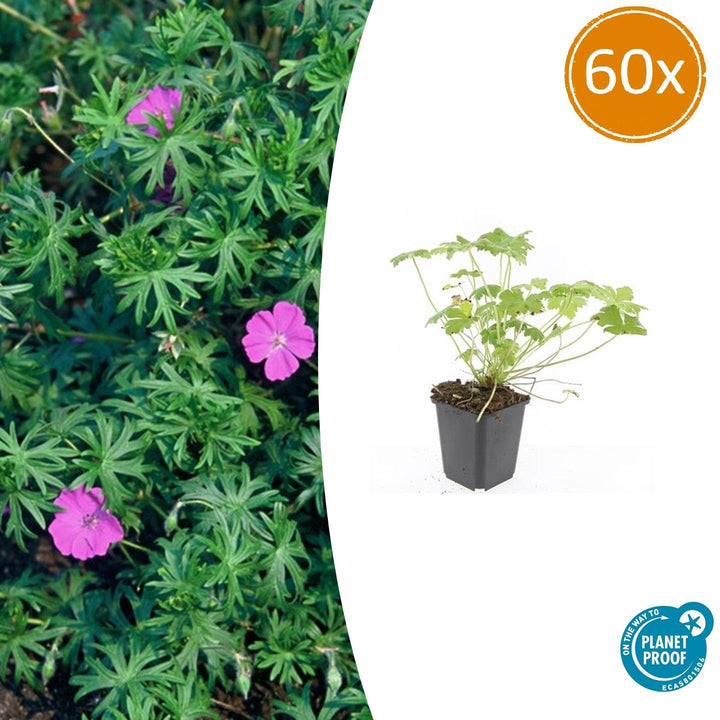 Geranium Tiny Monster - Compact Blue Perennial Plants (60 Pack)