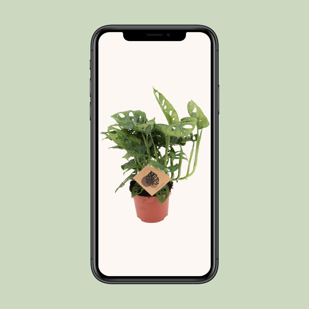 Monstera Deliciosa Plant 12cm Pot - Swiss Cheese Plant 30cm