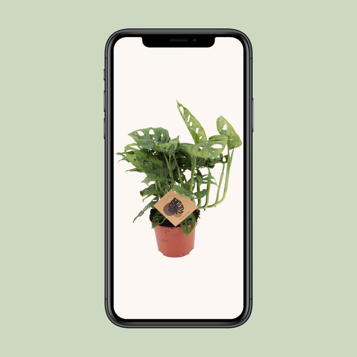Monstera Deliciosa Plant 12cm Pot - Swiss Cheese Plant 30cm