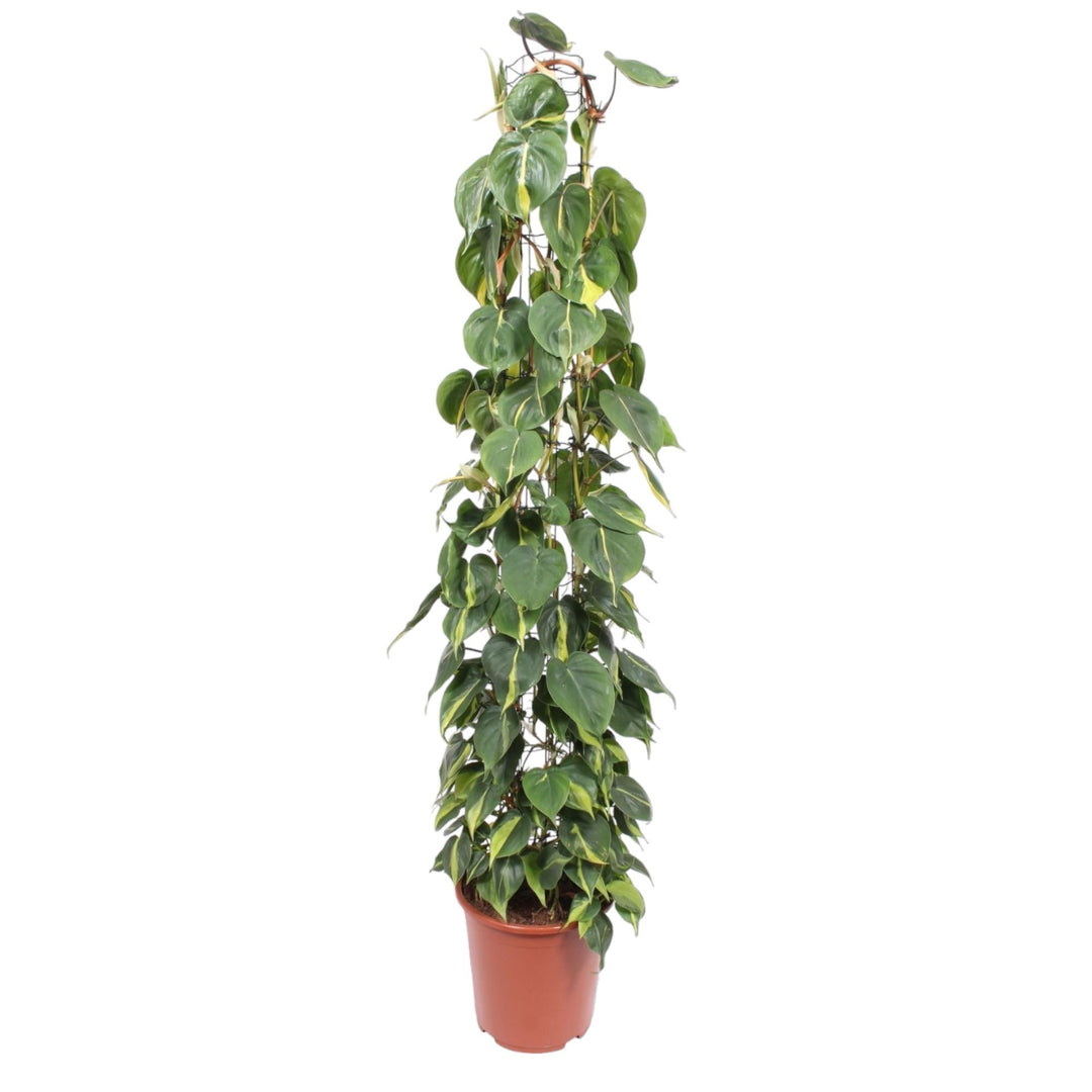 Philodendron Brasil houseplant with variegated green and yellow leaves, trailing vines, 160cm tall, by Everspring