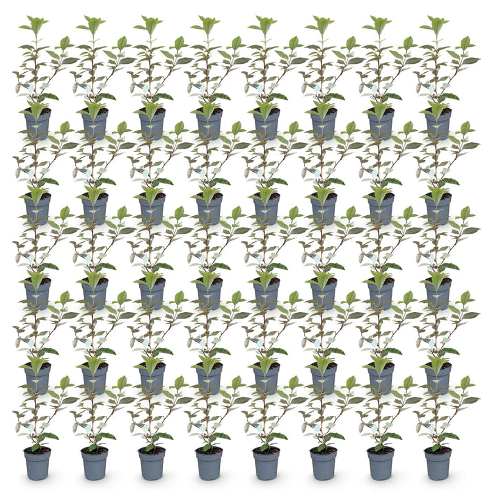 40 Elaeagnus ebbingei 'Compacta' hedging plants in 9cm pots, 25-35cm tall - view 2