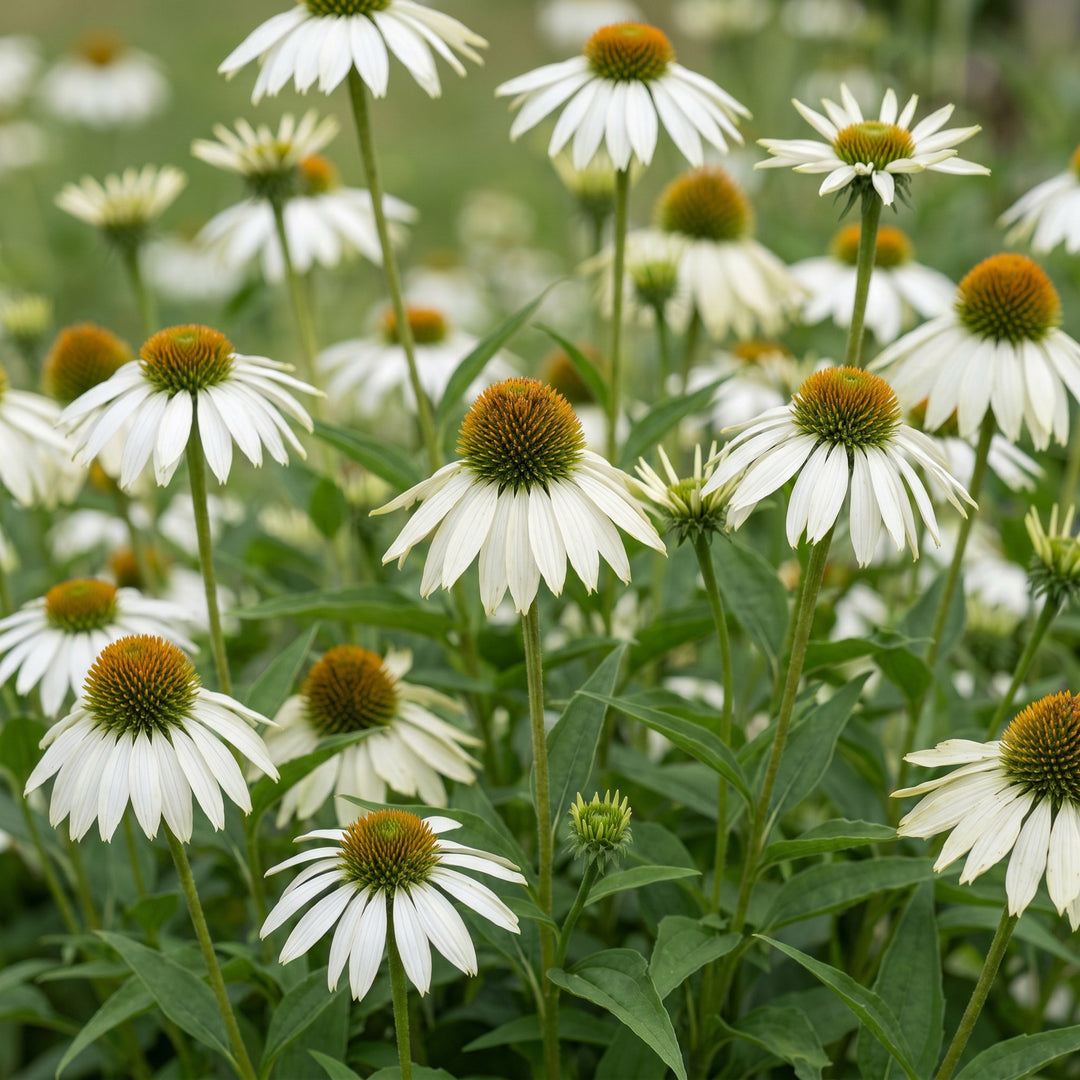 6 Echinacea purpurea 'Alba' white coneflower plants in 11cm pots - view 5