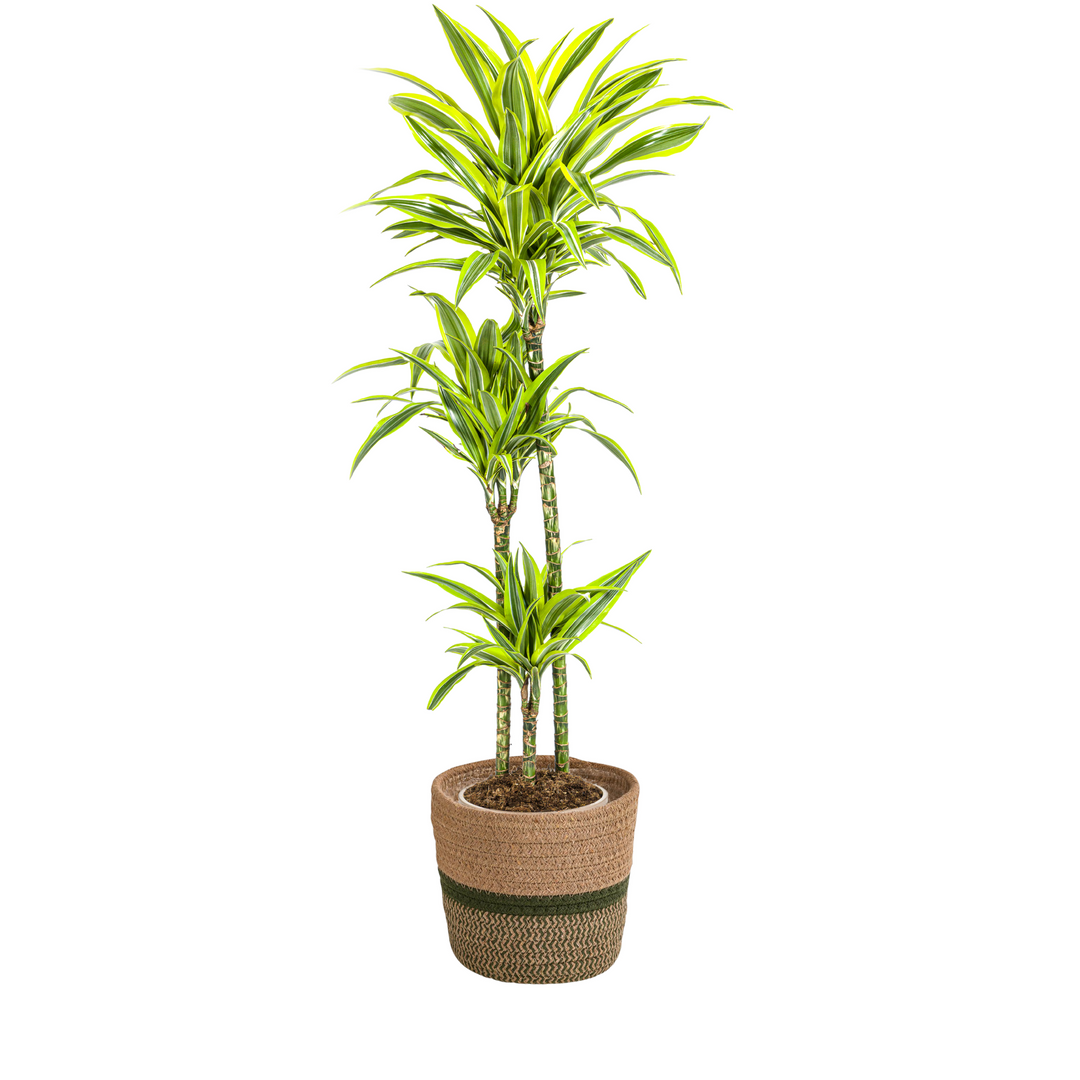 Dracaena Lemon Lime 130-150cm - Striped Foliage with Basket Ø24cm