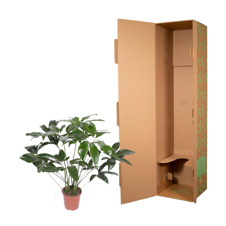 Philodendron Green Wonder houseplant with heart-shaped leaves, 120cm tall, by Everspring, ideal for indoor decor.