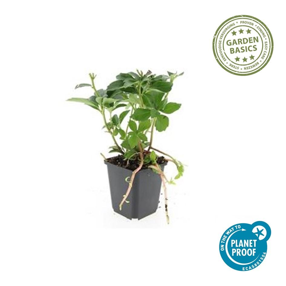 40x Pachysandra terminalis - Evergreen Ground Cover - 10-25cm