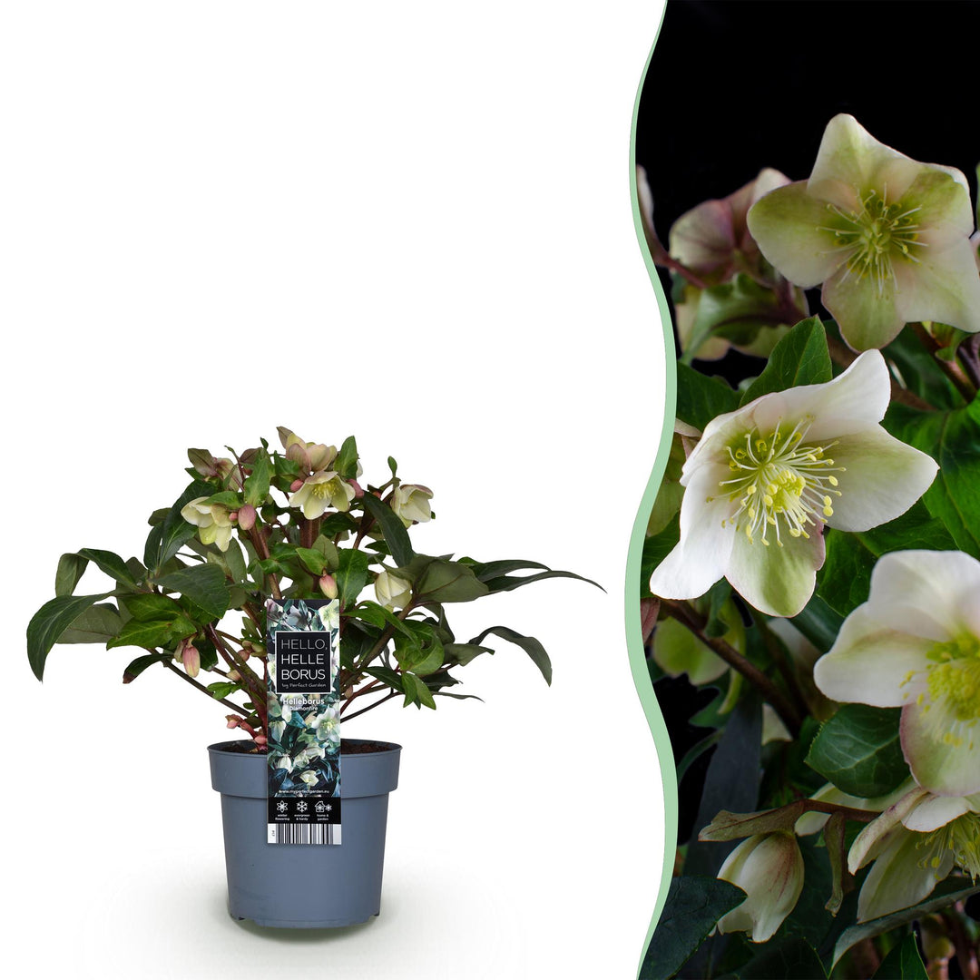 Helleborus 'Diamond Fire' Lenten Rose, single plant in a 19cm pot