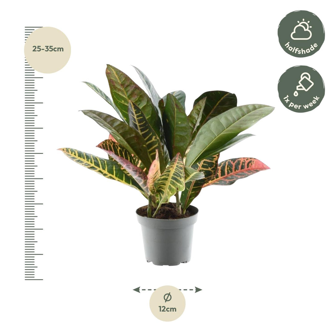 Croton Petra Plant - Codiaeum Variegatum Colorful Indoor Plant