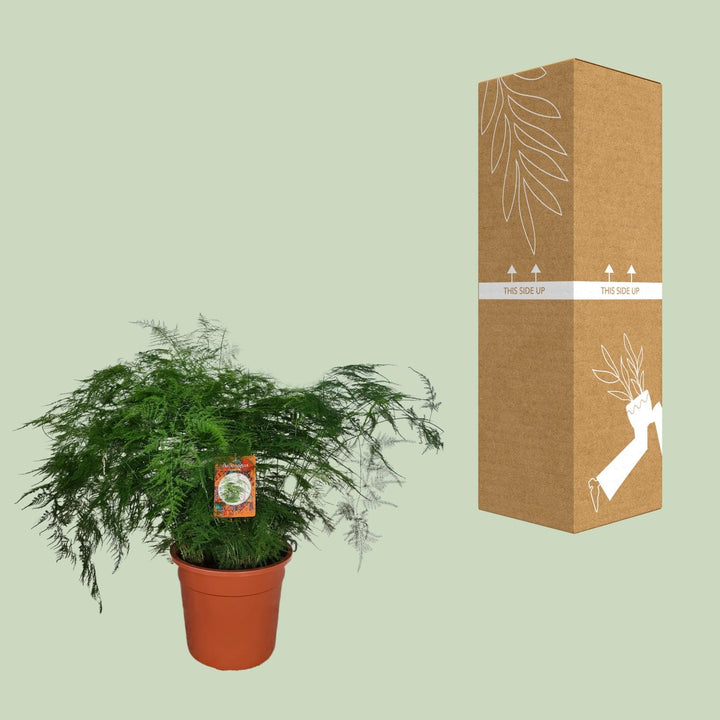 Asparagus Fern Plant - 70cm Tall Air Purifying Indoor Plant