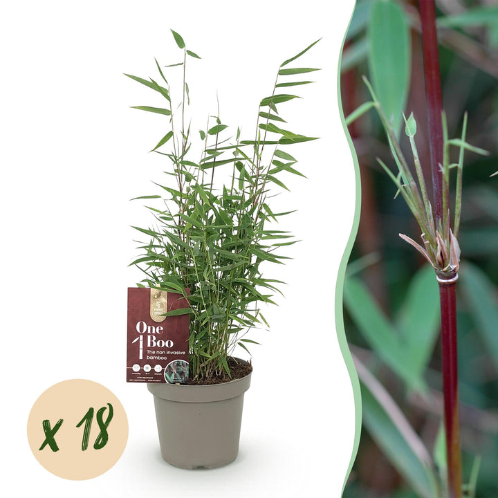 Bamboo - Fargesia Red Dragon - Evergreen - Non-invasive - Green - 18 Plants - Pot 14cm - Height 35cm