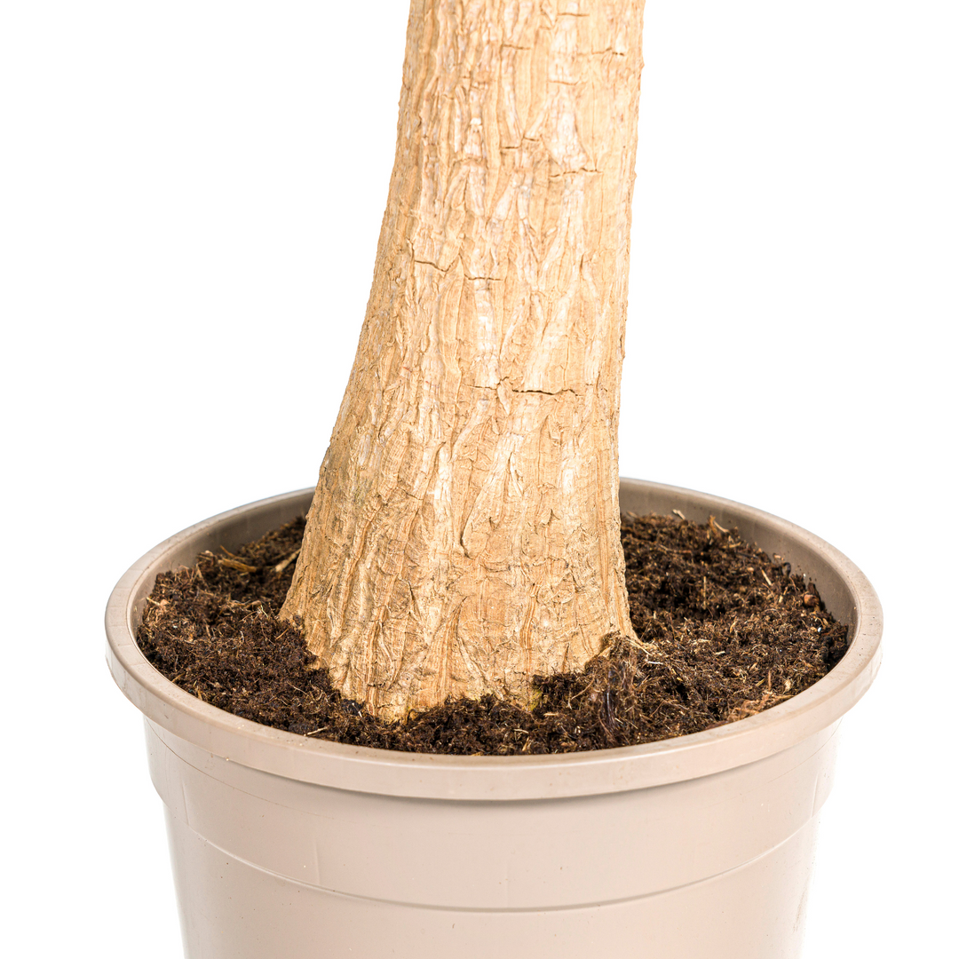 Beaucarnea Recurvata Stam 80-100cm — Ponytail Palm in 24cm pot