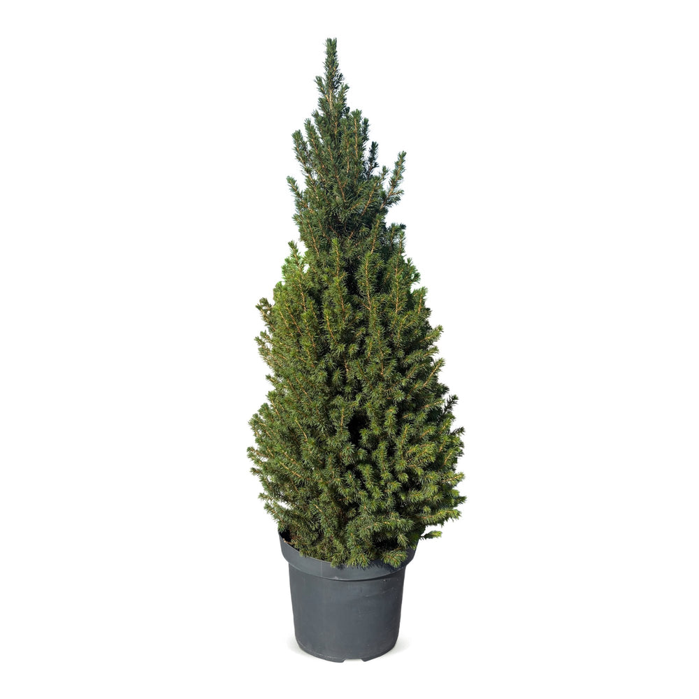 Picea glauca Conica Dwarf Alberta Spruce Christmas tree in 26cm pot, image 2