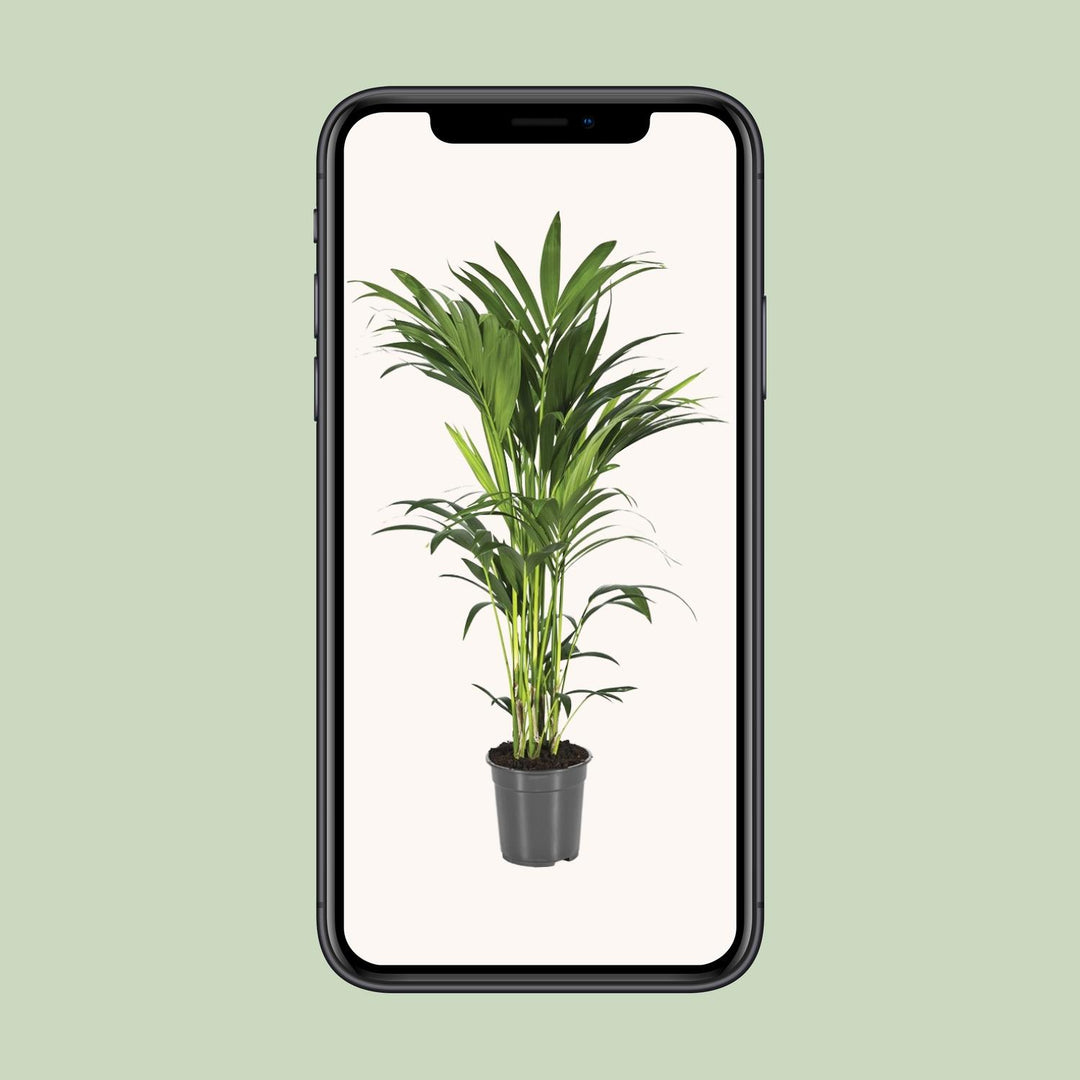 Kentia Palm Howea Forsteriana 110cm - Air Purifying Indoor Plant