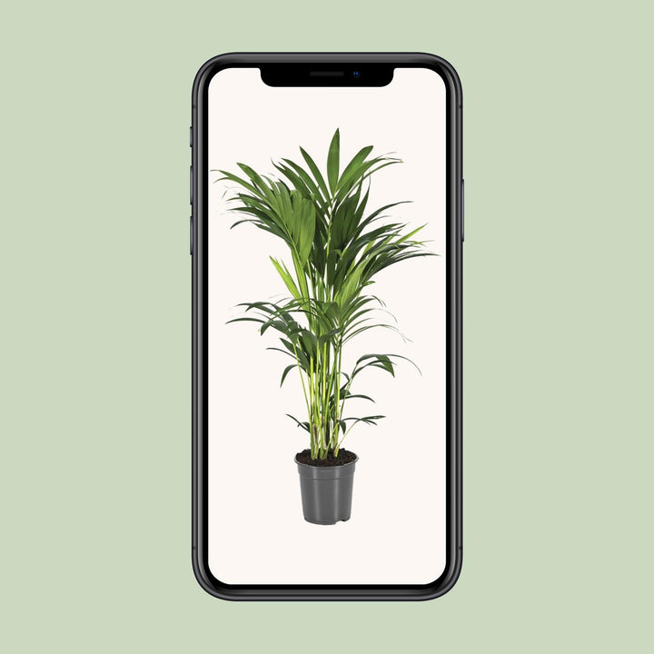 Kentia Palm Howea Forsteriana 110cm - Air Purifying Indoor Plant