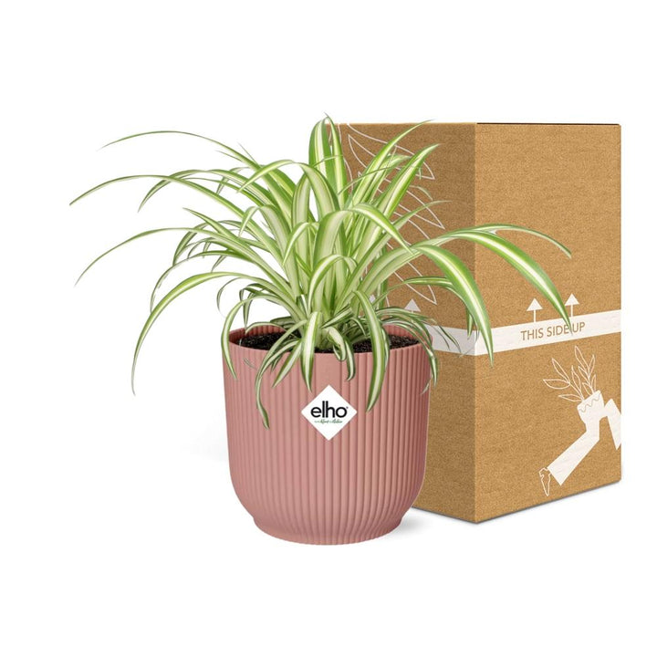 Variegated Spider Plant (Chlorophytum comosum 'Variegatum') in a pink ELHO Vibes pot, view 5