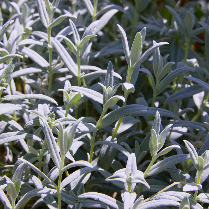 6x Cerastium tomentosum - ↕10-25cm - Ø9cm