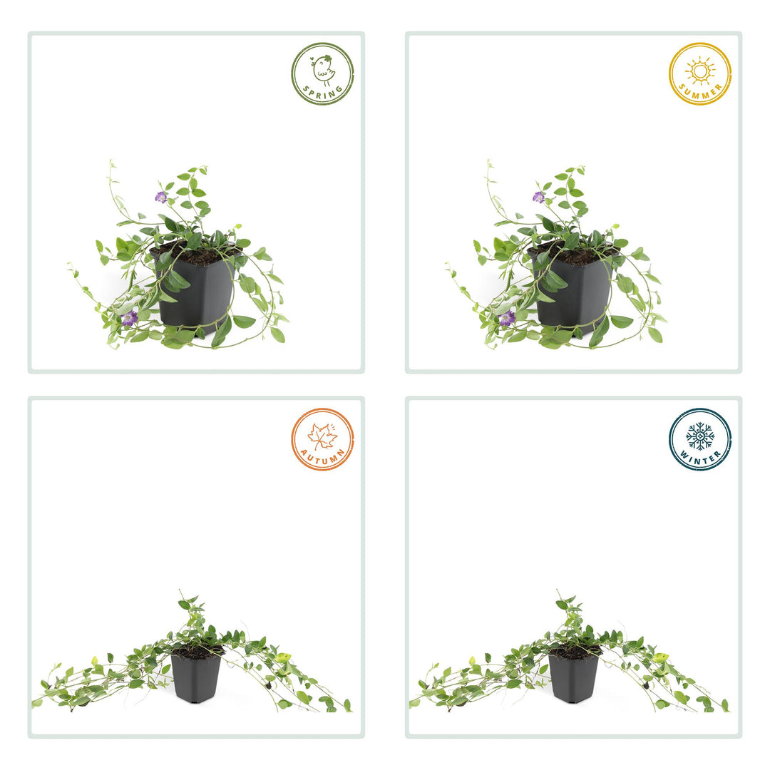 48x Vinca minor 'Atropurpurea' Purple Periwinkle - 9cm Pots