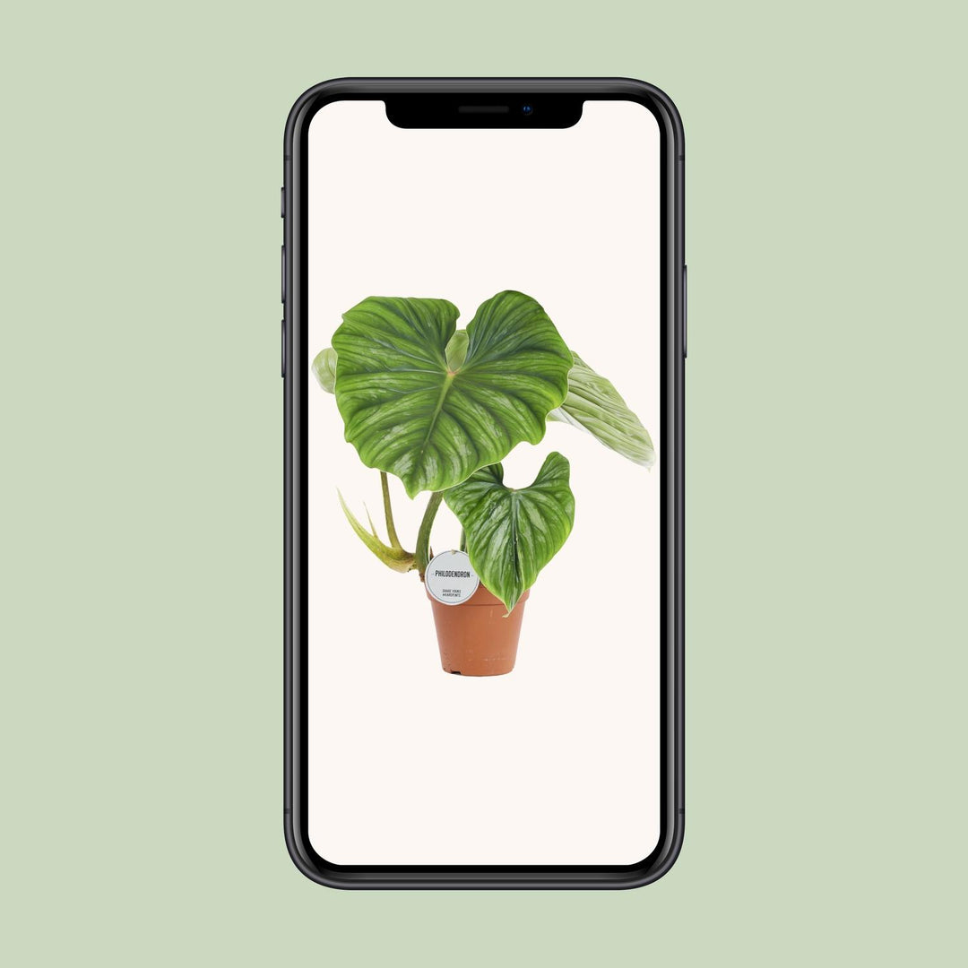 Philodendron Plowmanii 15cm Pot - Low Light Houseplant 50cm Tall