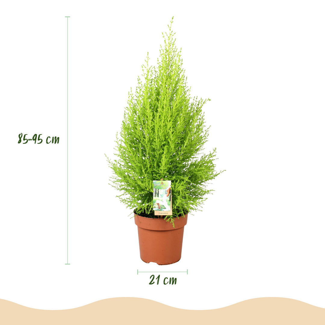 Cupressus 'Goldcrest Wilma' golden lemon-scented conifer, 21cm pot, 85-95cm, supplied with a white potter - view 3