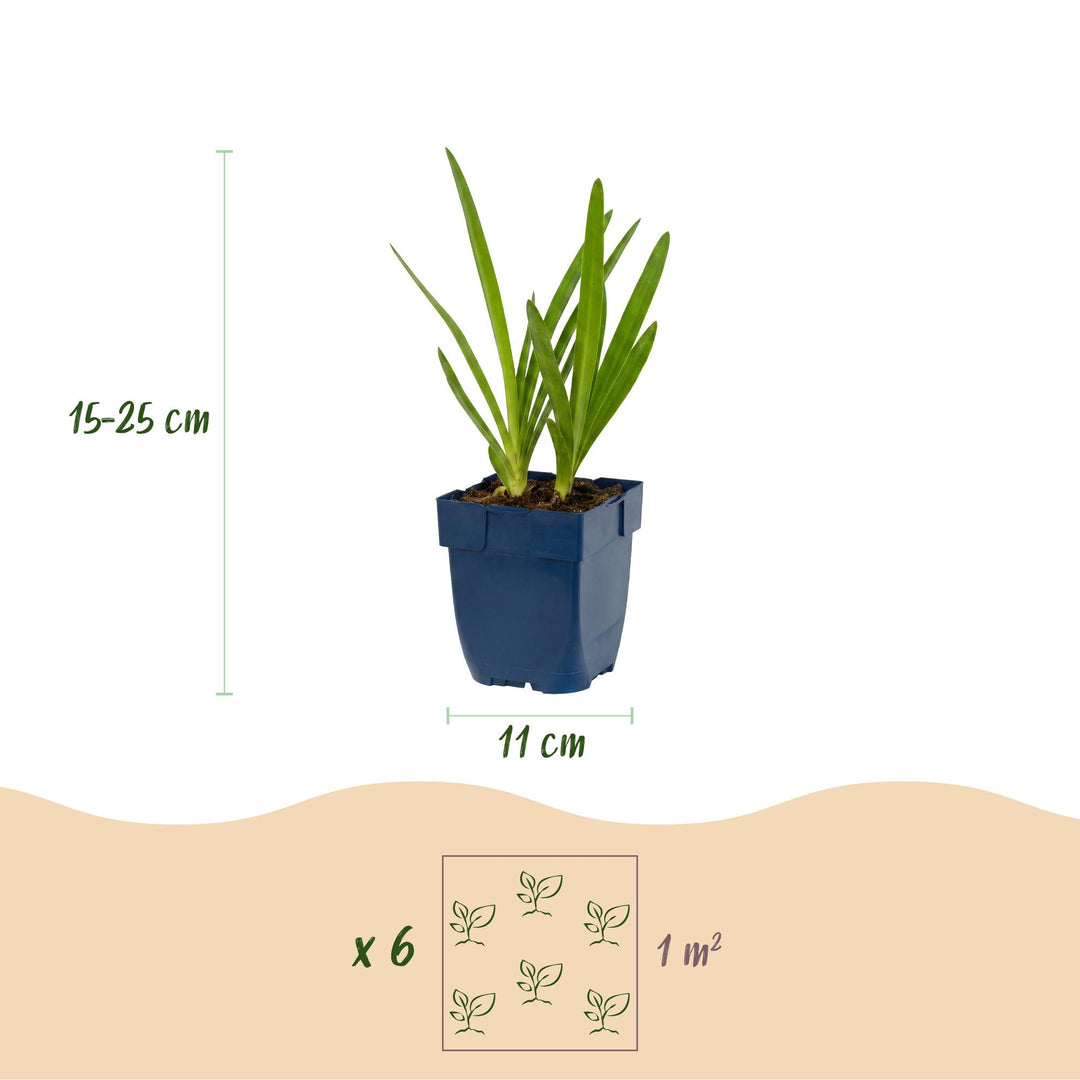 24 Agapanthus africanus blue and white duo plants in 11cm pots - view 3