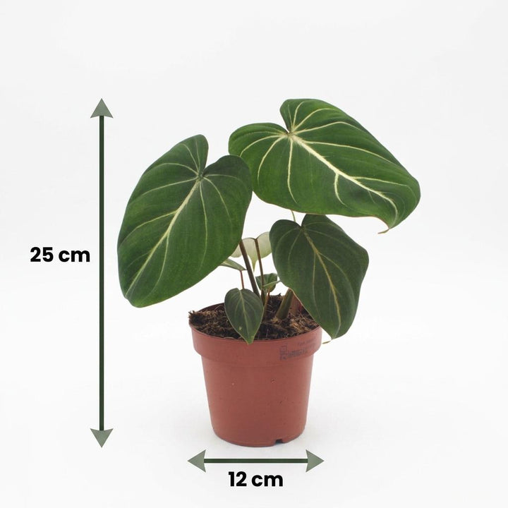 Philodendron gloriosum (Philodendron gloriosum), detail view 4