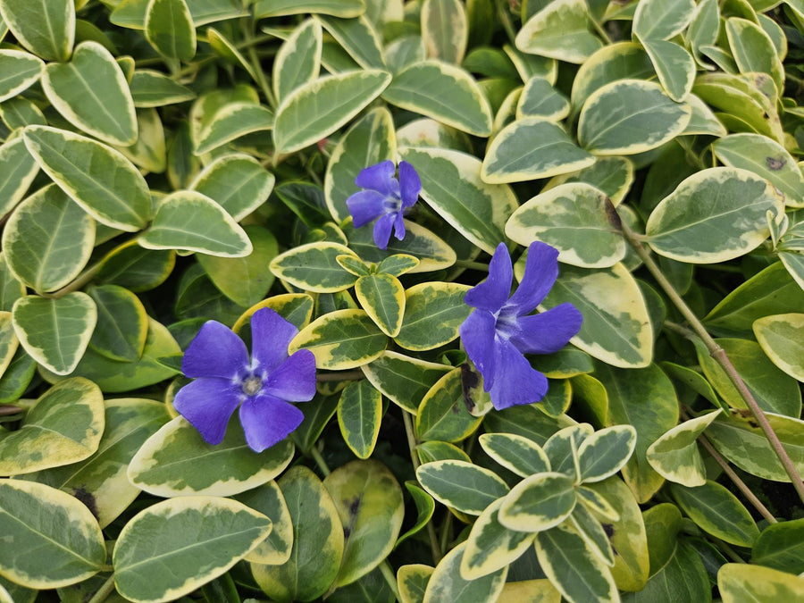 Variegated lesser periwinkle with cream and green heart-shaped leaves, three blue-purple flowers visible, in 9cm pot