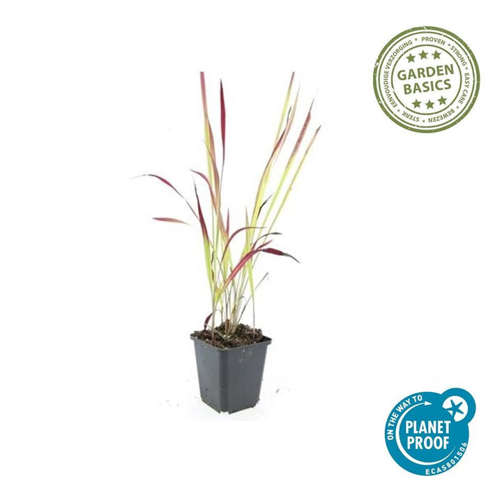24x Japanese Blood Grass 'Red Baron' - Vibrant Red Ornamental Grass