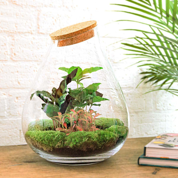 DIY terrarium - Drop XL Red - ↕ 37 cm - Rake + Shovel + Tweezer + Scissors