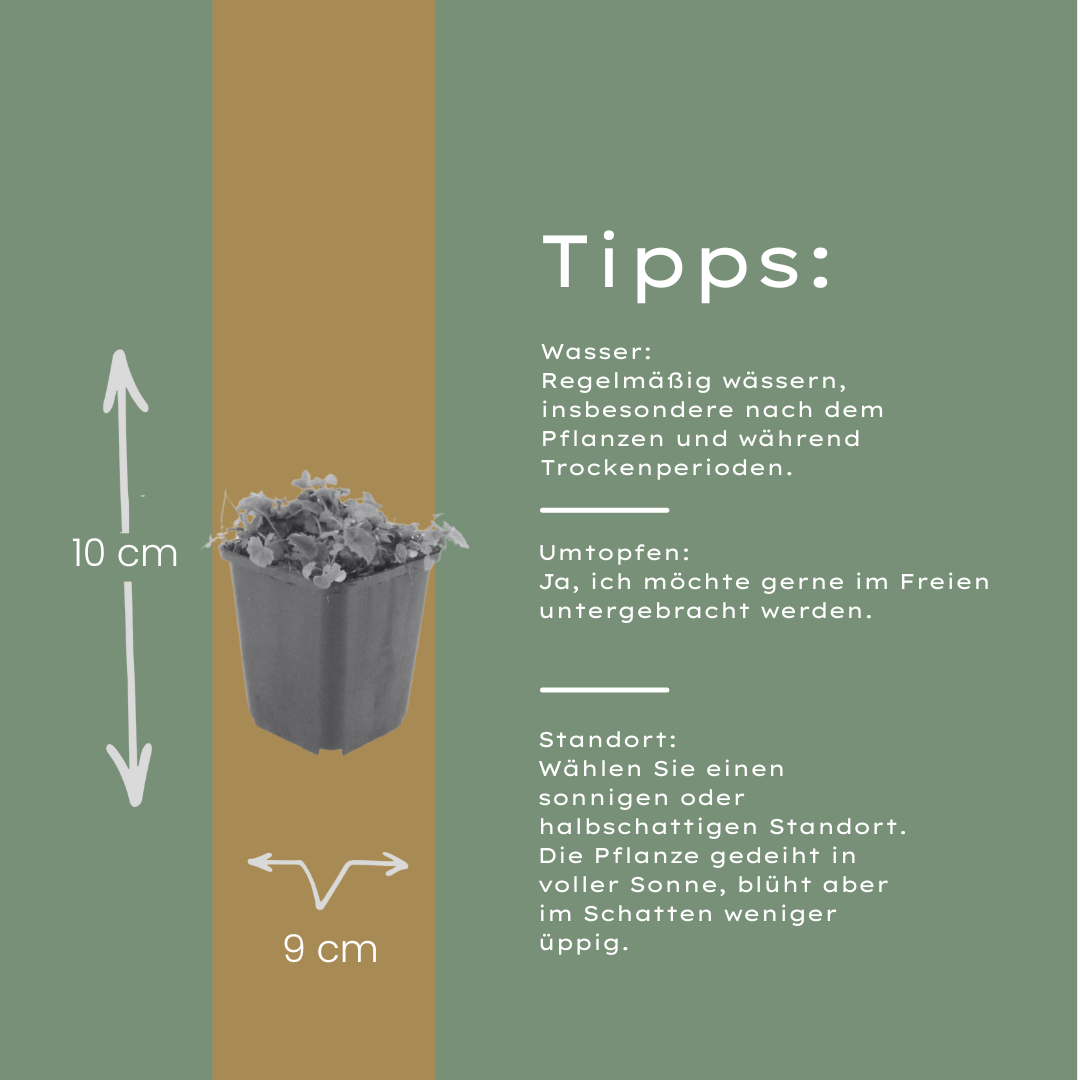 60x Campanula poscharskyana - ↕10-25cm - Ø9cm