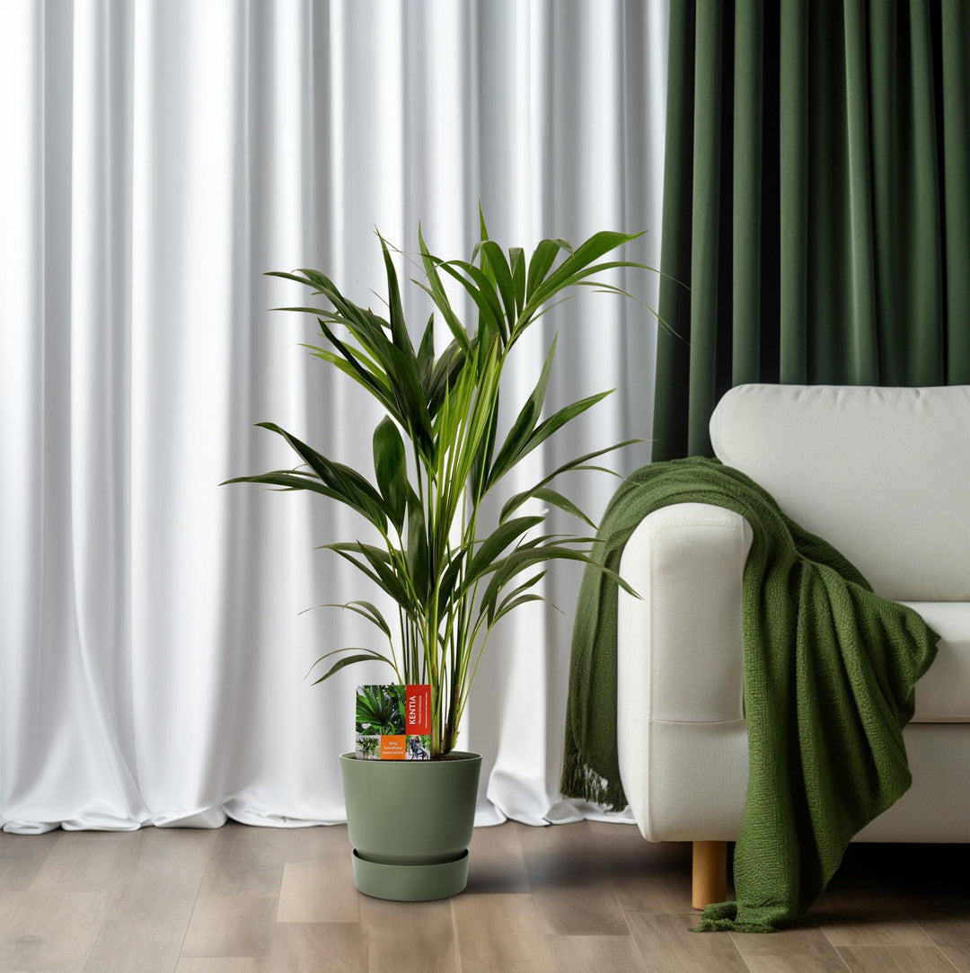 Kentia Palm Howea Forsteriana 100cm - Low Light Indoor Plant