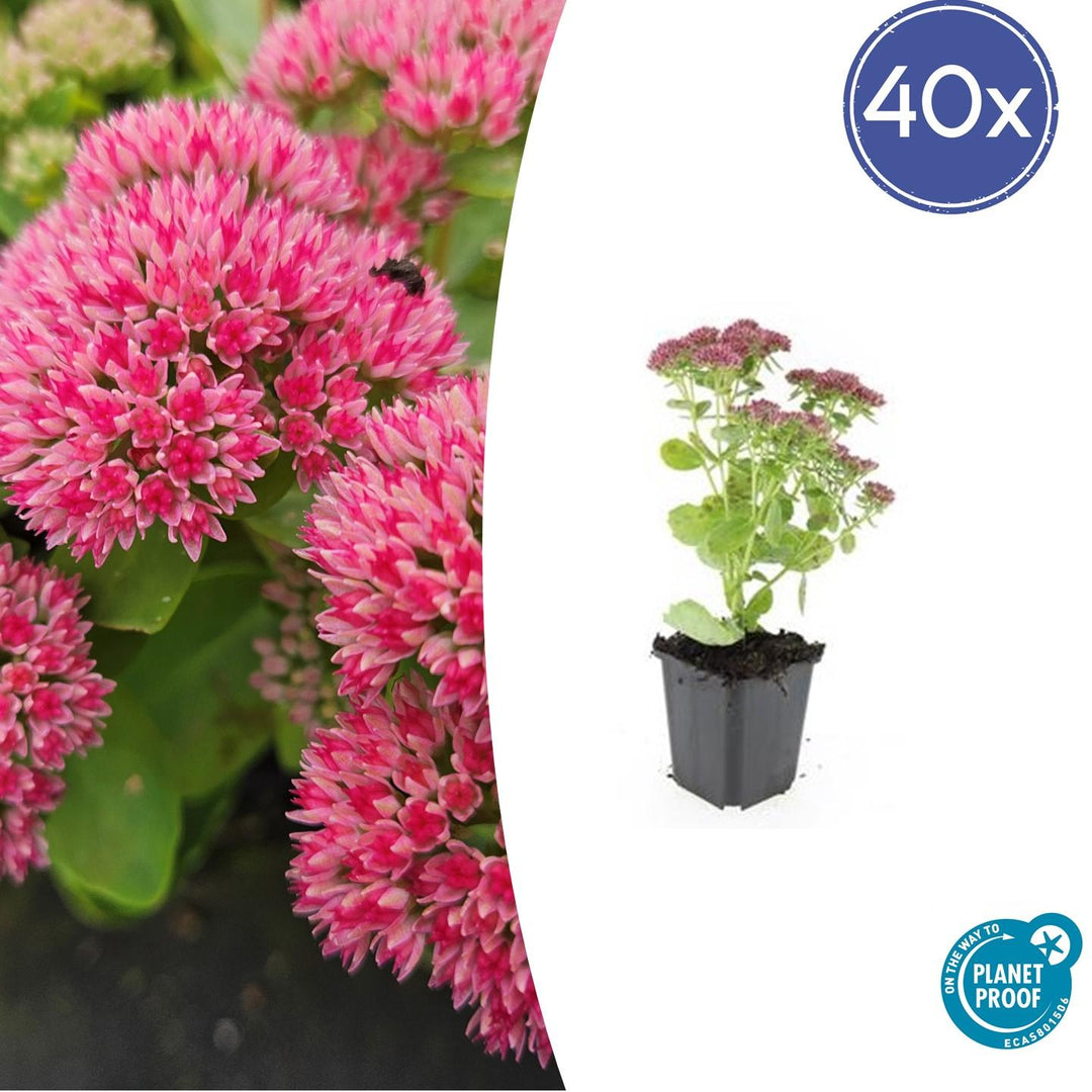 40x Sedum 'Herbstfreude' Stonecrop - Hardy Perennial - 10-25cm