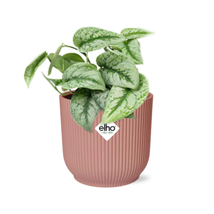 Scindapsus pictus Trebie with silver-splashed heart-shaped leaves in a pink ribbed ELHO Vibes pot
