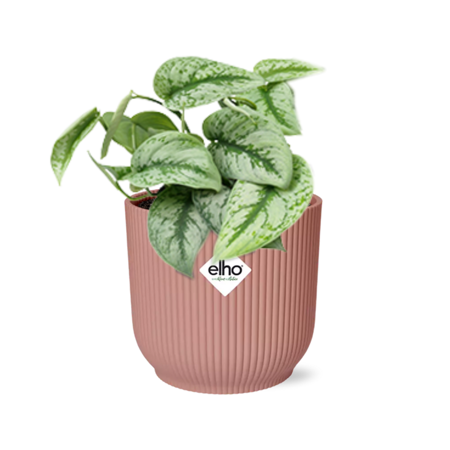 Scindapsus pictus Trebie with silver-splashed heart-shaped leaves in a pink ribbed ELHO Vibes pot