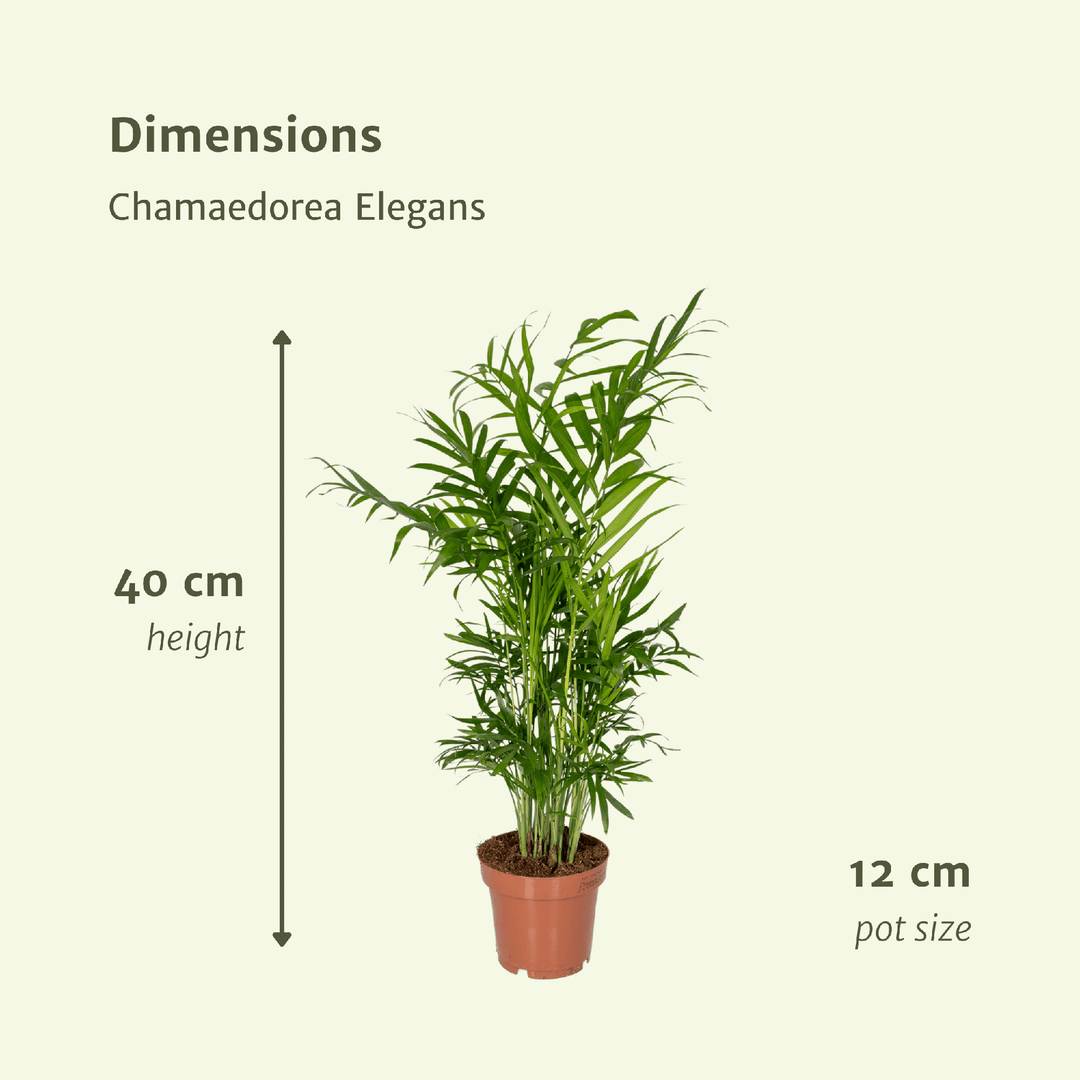 Chamaedorea Elegans Mexican Dwarf Palm - Indoor Plant 40cm