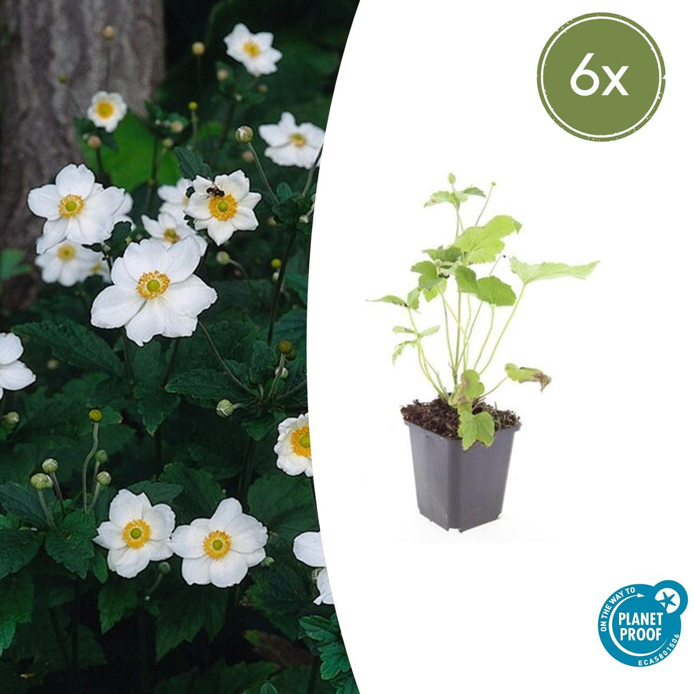 Healthy foliage and strong roots close-up of 6x Anemone hyb. 'Honorine Jobert' - ↕10-25cm - Ø9cm