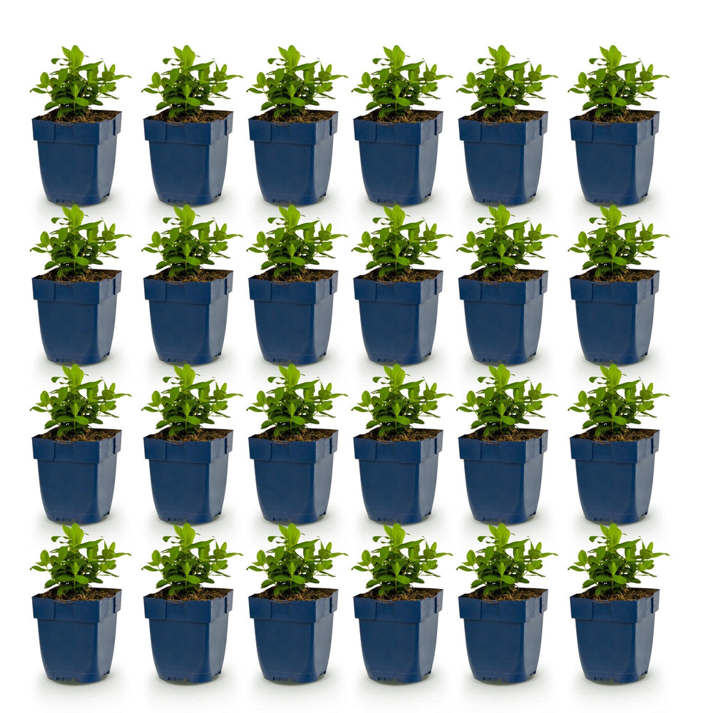 24x Hypericum calycinum Rose of Sharon plants in 11cm pots - view 2