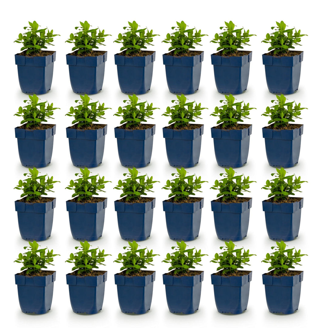 24x Hypericum calycinum Rose of Sharon plants in 11cm pots - view 2