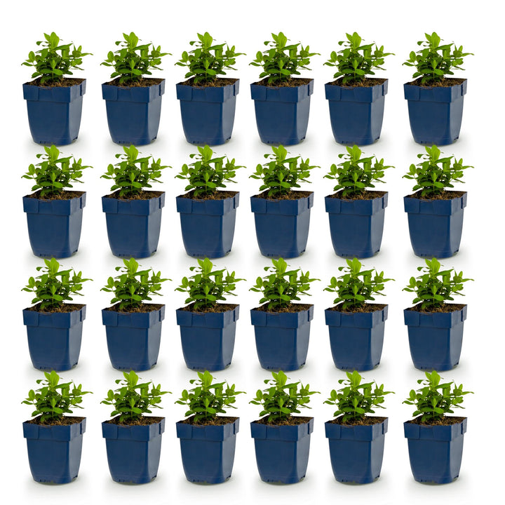 24x Hypericum calycinum Rose of Sharon plants in 11cm pots - view 2