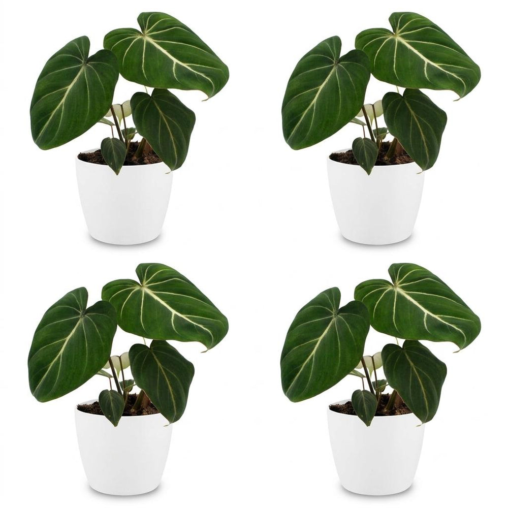 Philodendron gloriosum (Philodendron gloriosum), detail view 1