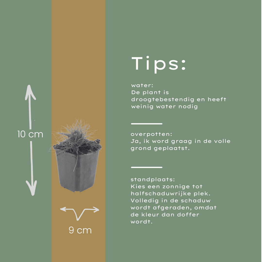 6x Festuca gautieri - ↕10-25cm - Ø9cm