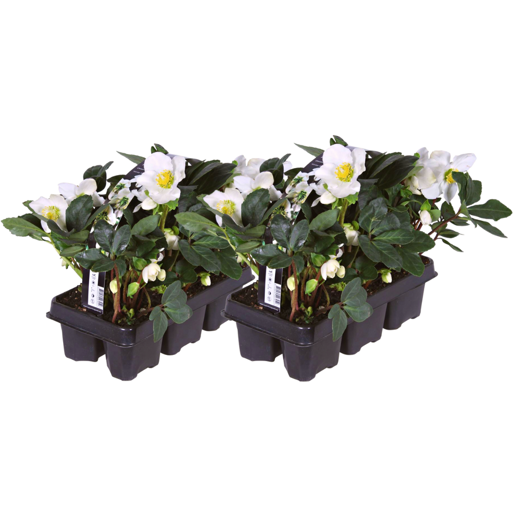 Set of 12 Everspring 'Christmas Carol' Helleborus niger plants with white flowers and lush green leaves.
