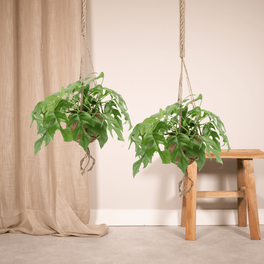 Kokodama Monstera Minima Hanging Plant - Coconut Fiber Pot 15cm