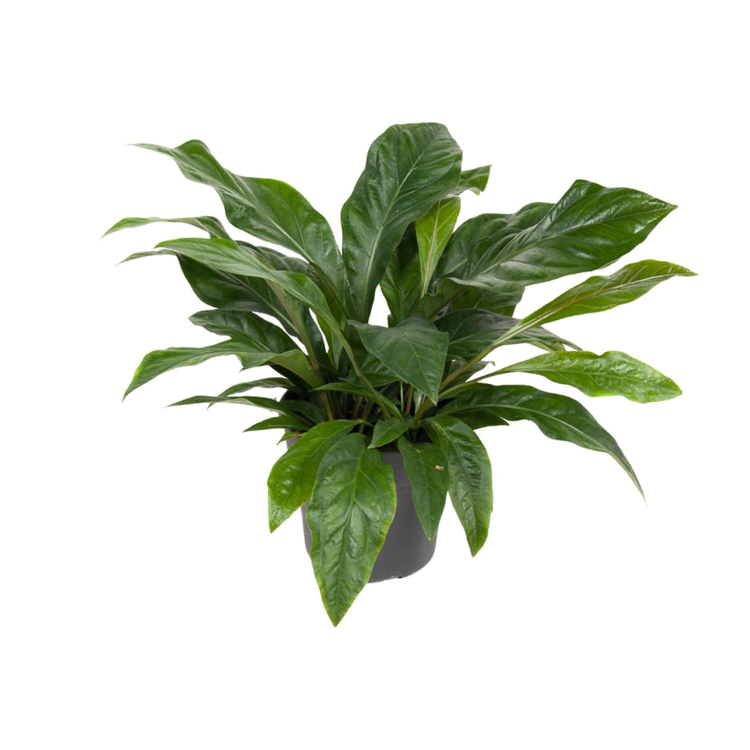 Anthurium plant in a 30cm pot featuring vibrant heart-shaped red blooms, ideal for indoor decor by Everspring.