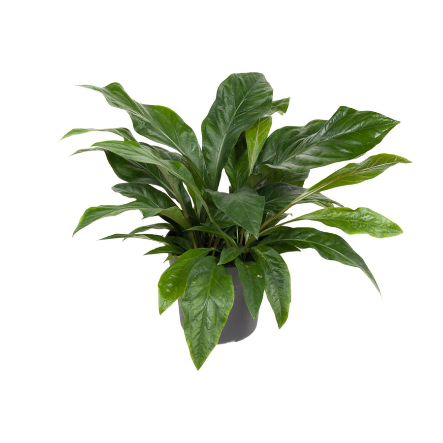 Anthurium plant in a 30cm pot featuring vibrant heart-shaped red blooms, ideal for indoor decor by Everspring.
