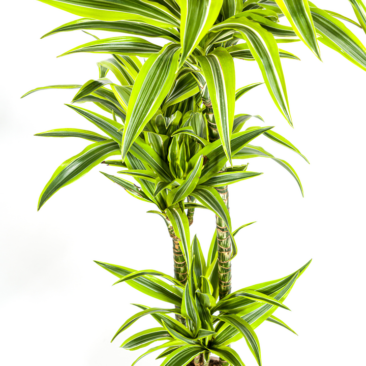 Dracaena Lemon Lime 130-150cm - Striped Foliage with Basket Ø24cm