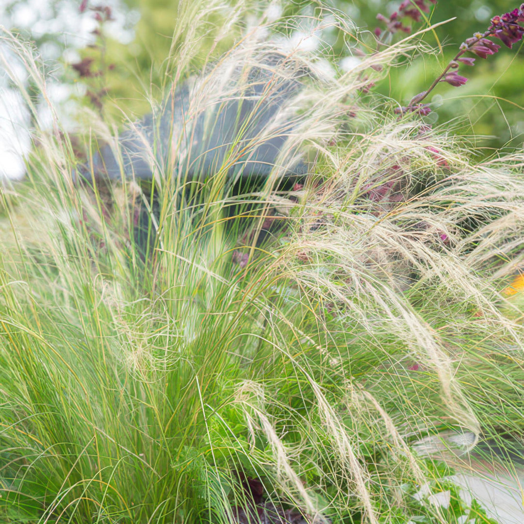40x Stipa tenuissima 'Ponytails' | Fine-Haired Grass | 10-25cm