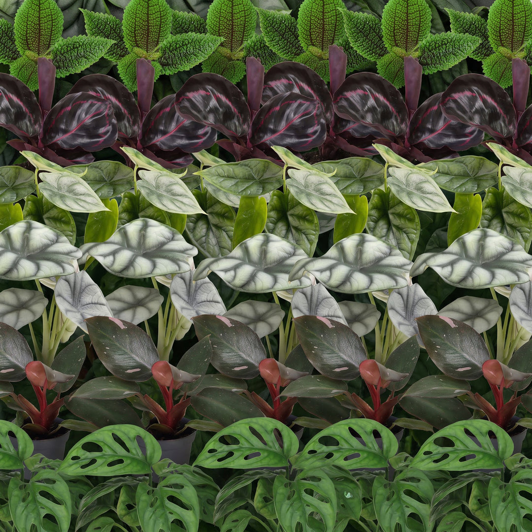 Baby Jungle Mix tropical foliage plants, pack of 6, image 4
